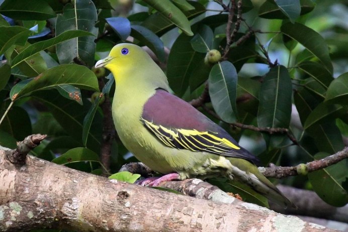 Treron sieboldii