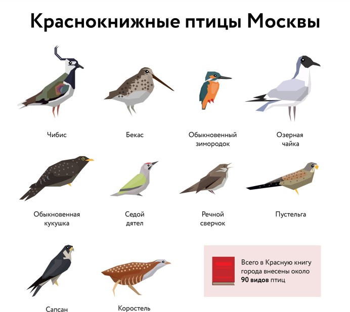 Разновидности птиц