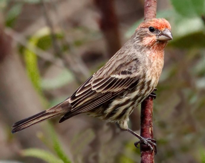 Вьюрковые Северной Америки