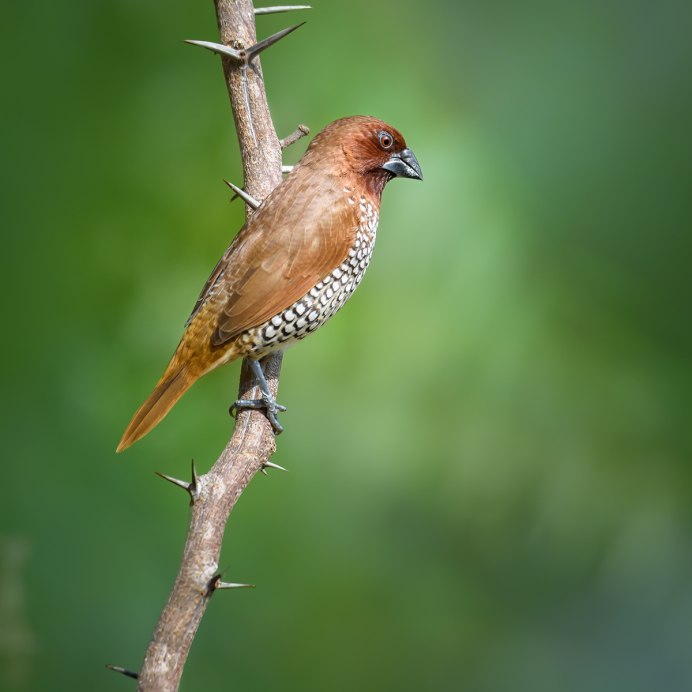 Дятел Дубонос