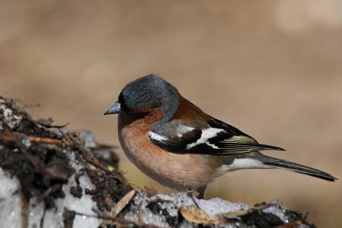 Вьюрковые Зяблик