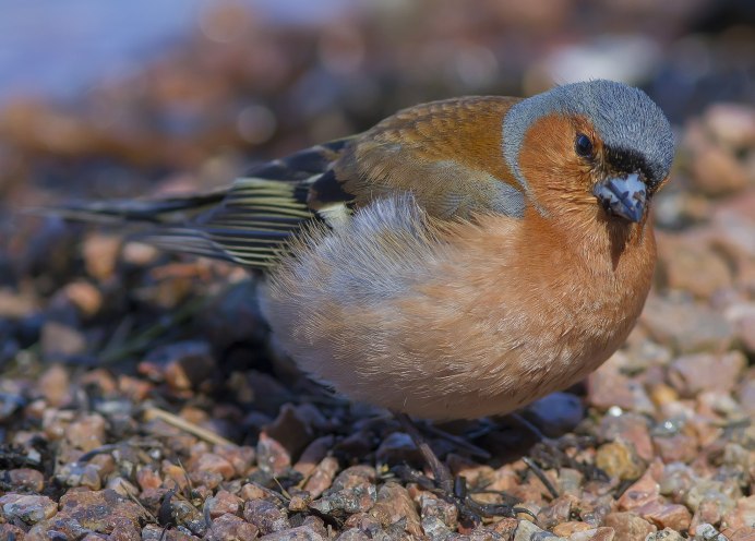 Птицы семейства вьюрковых