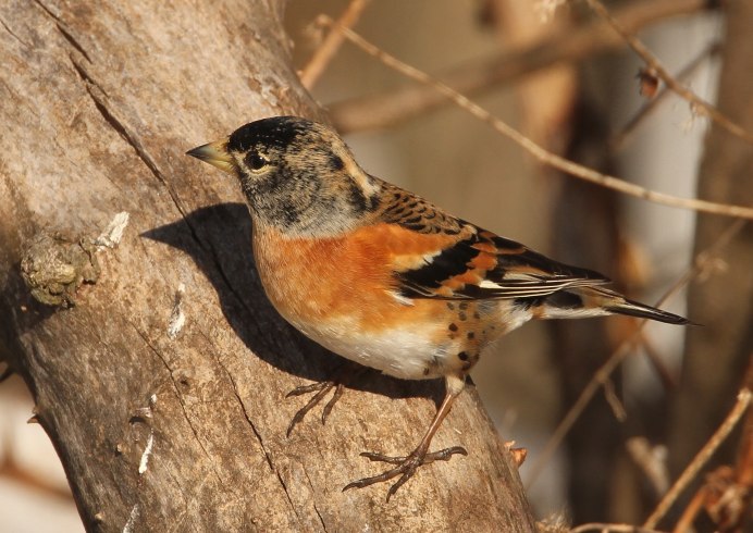 Отряд Воробьинообразные щегол