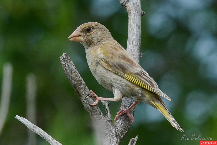 Сосновый Чиж