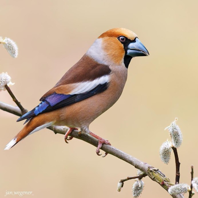 Зеленушка вьюрковая птица