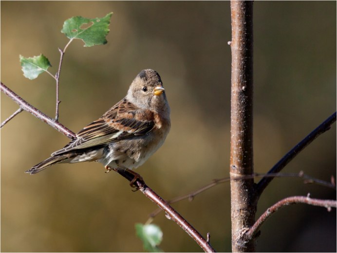 Птицы: щегол,чечётка.