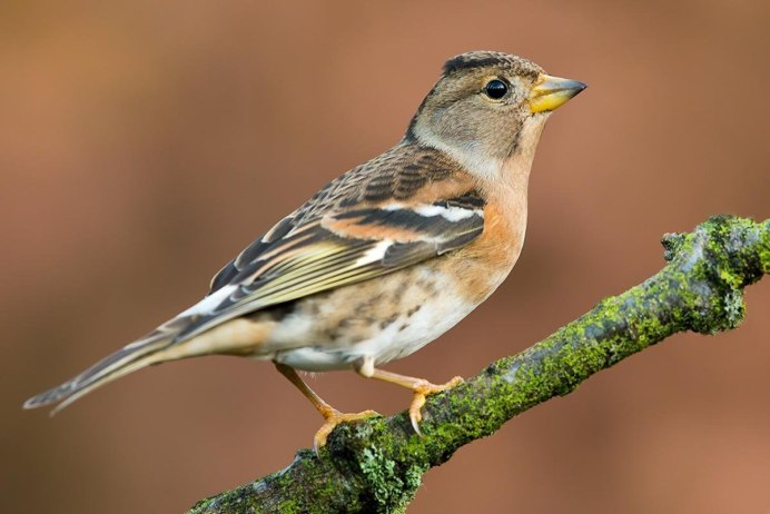 Вьюрок самка