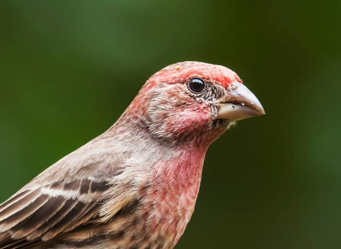 Вьюрковые Зяблик