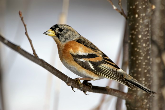 Вьюрок или Юрок лат fringilla montifringilla