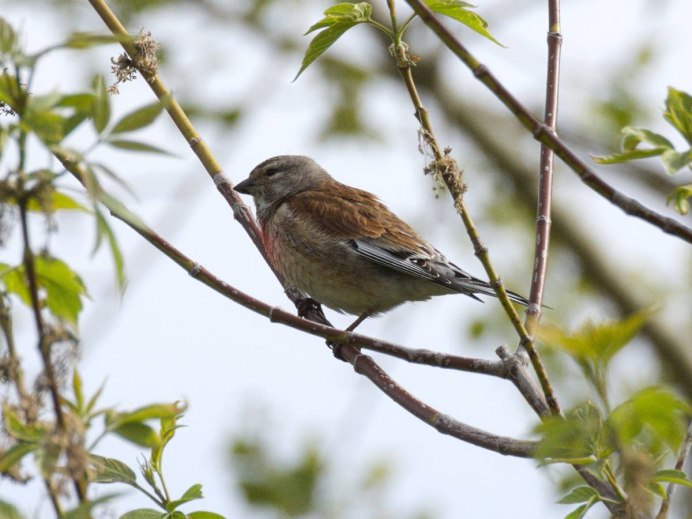 Дикие птицы Вьюрковые