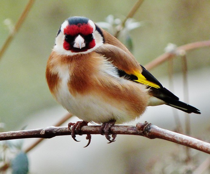 Буланый вьюрок