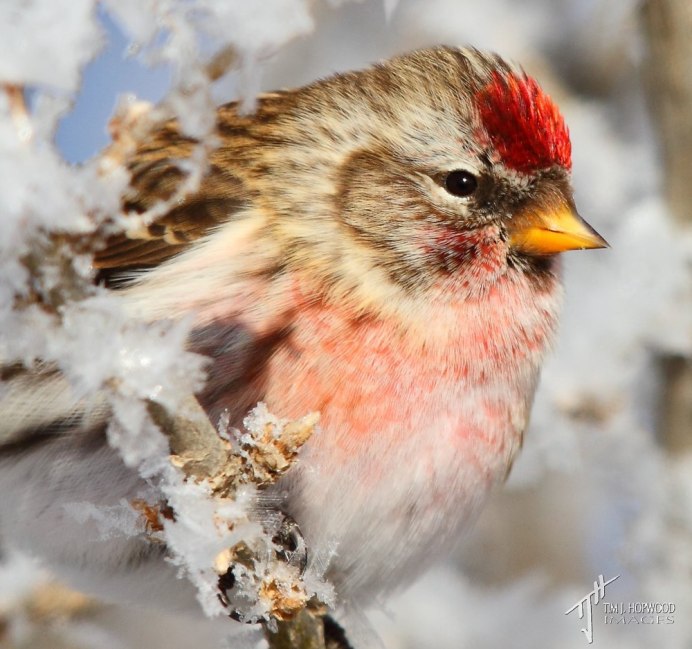 Щегол, зяблики,зеленушки