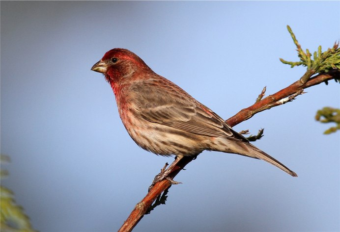 Вьюрок обыкновенный
