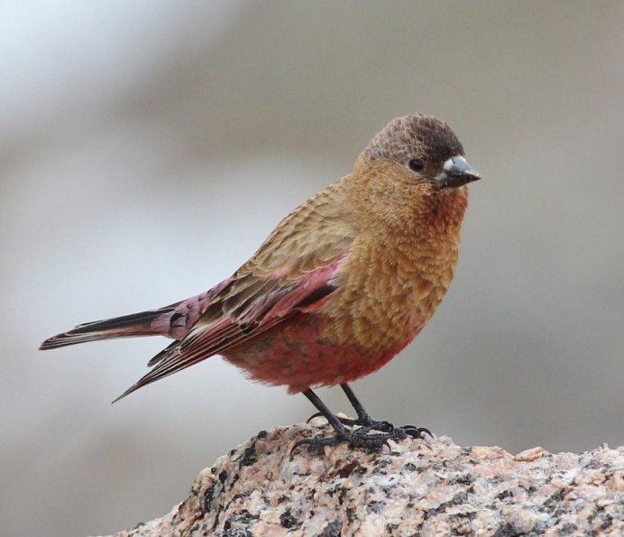 Певчий вьюрок