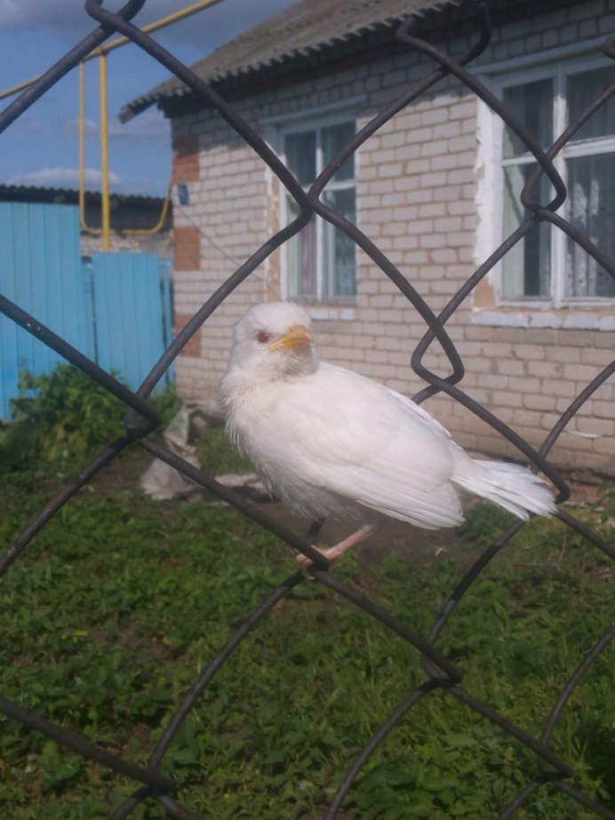 Воробей альбинос