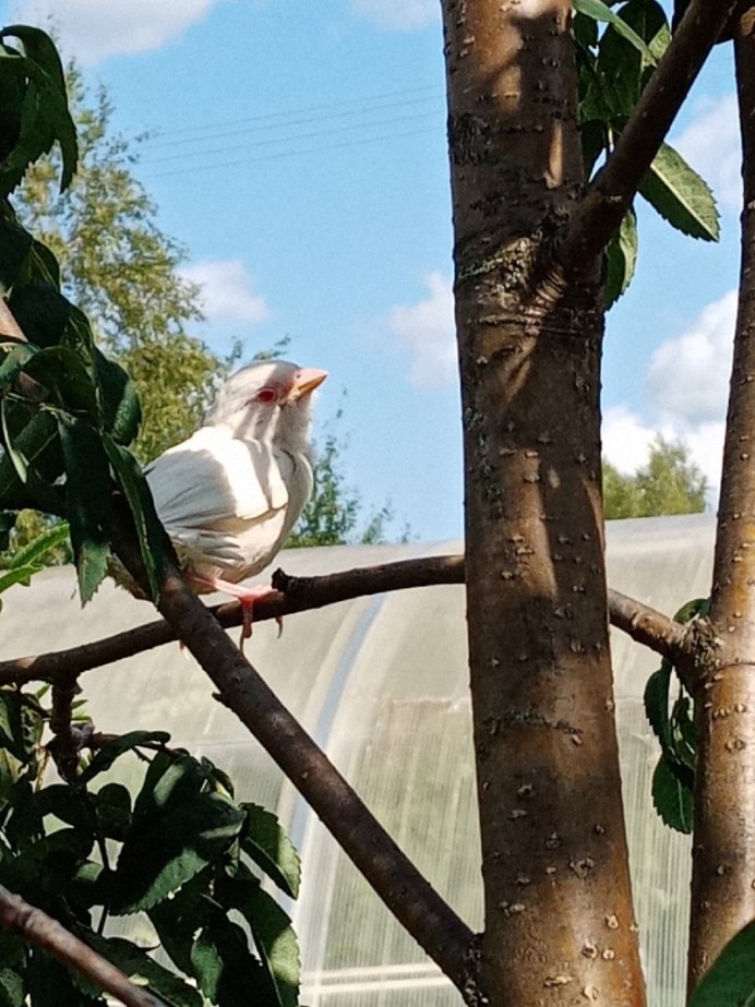 Воробей с белыми перьями