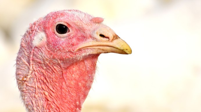 Wild Turkey птица