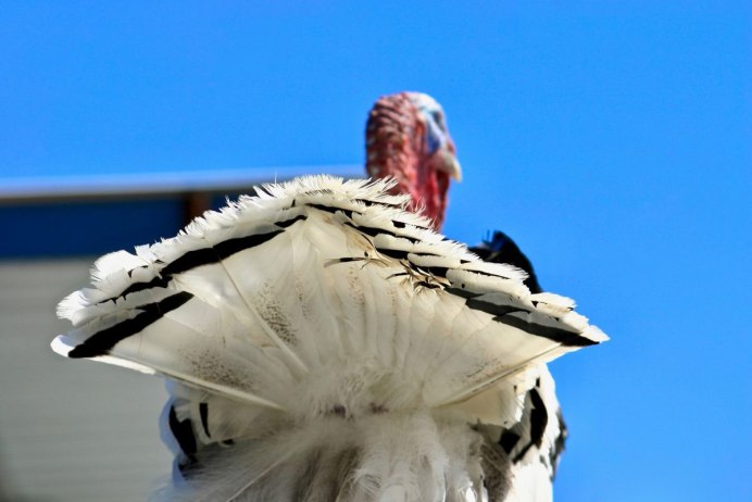 Turkey индюк