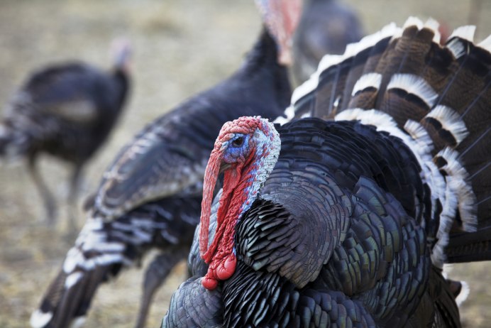 Meleagris gallopavo
