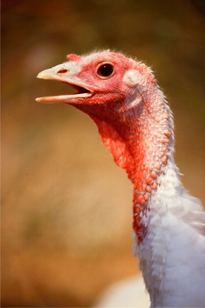 Wild Turkey индюк