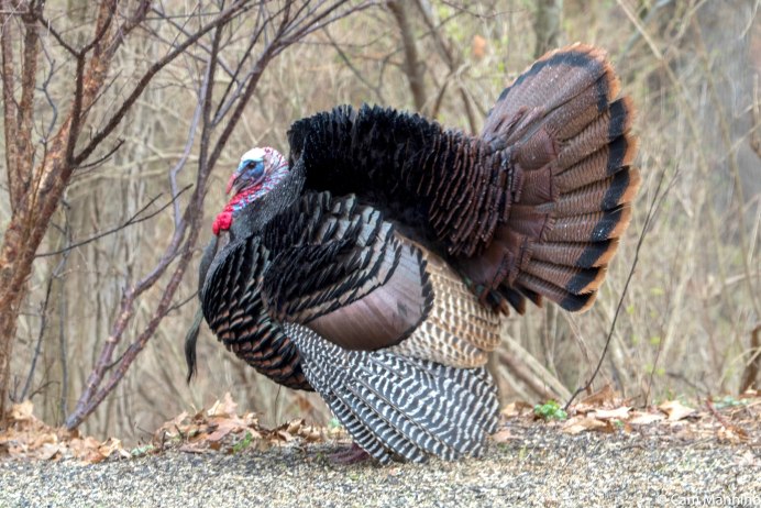 Wild Turkey индюк