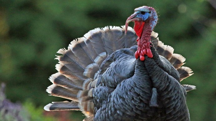 Индейка обыкновенная meleagris gallopavo