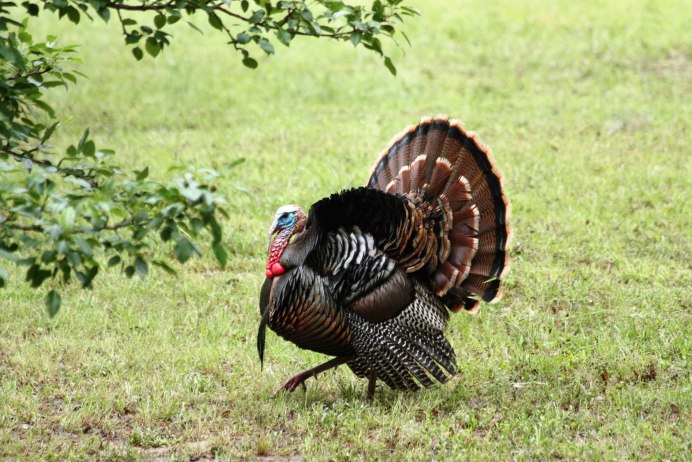 Meleagris gallopavo