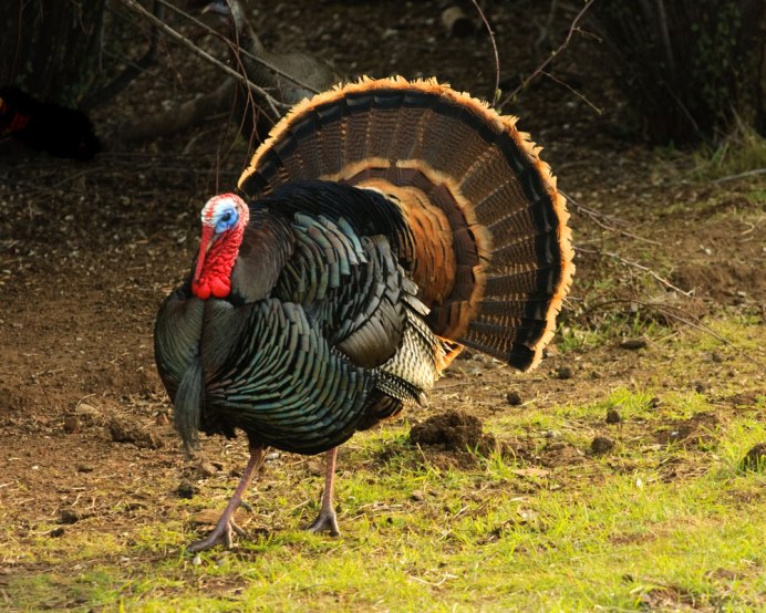 Индейка обыкновенная meleagris gallopavo