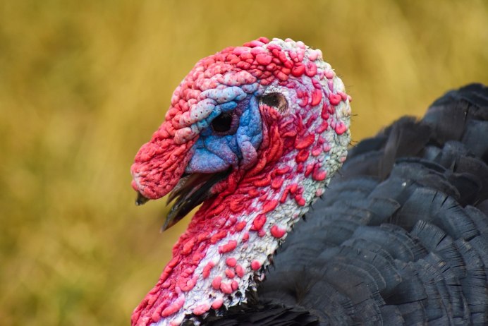 Turkey индюк