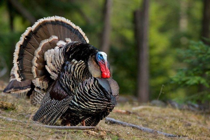 Тица Turkey