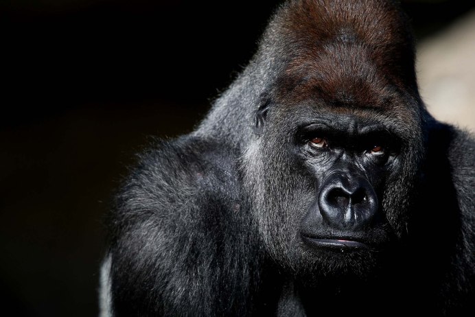 Silverback горилла