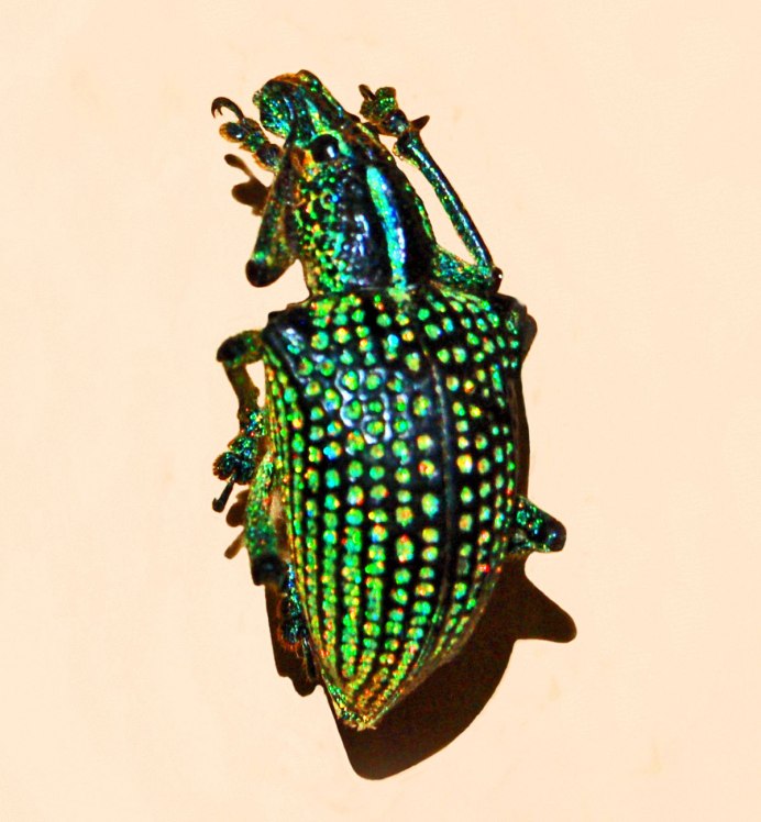 Entimus Imperialis