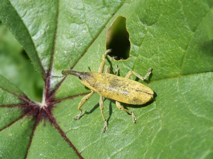 Hylobius abietis большой Сосновый долгоносик