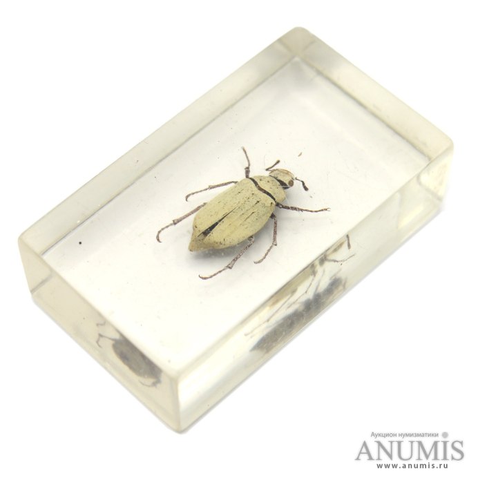 Cyphochilus Жук самый белый цвет