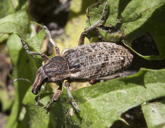 Chrysolina gypsophilae