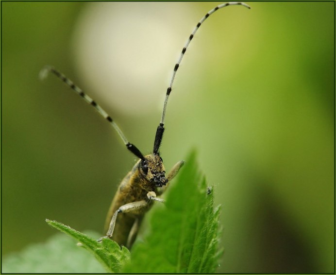 Долгоносик серебристый Phyllobius argentatus l.