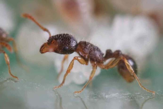 Муравьи Tetramorium caespitum