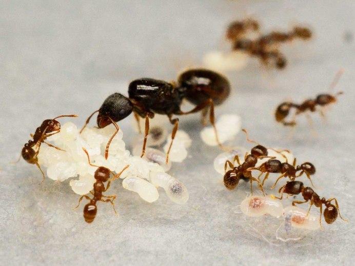Tetramorium caespitum (муравей дерновый)
