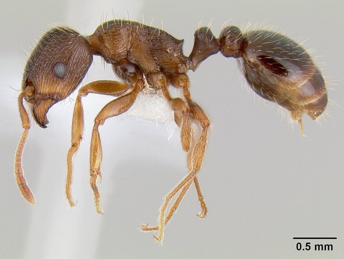 Муравьи Tetramorium caespitum