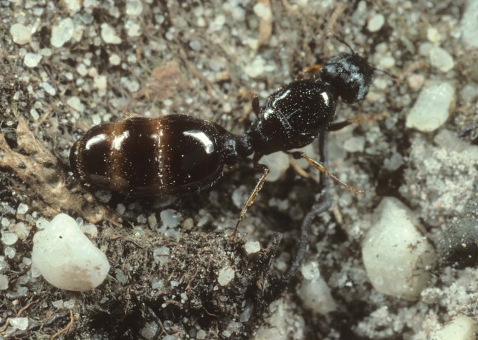 Муравьи Tetramorium caespitum