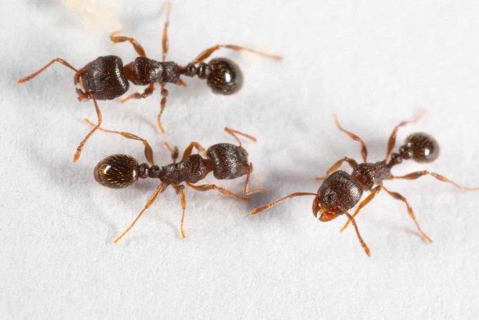 Tetramorium caespitum (муравей дерновый)