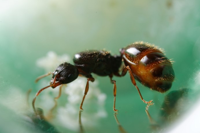 Tetramorium caespitum (муравей дерновый)
