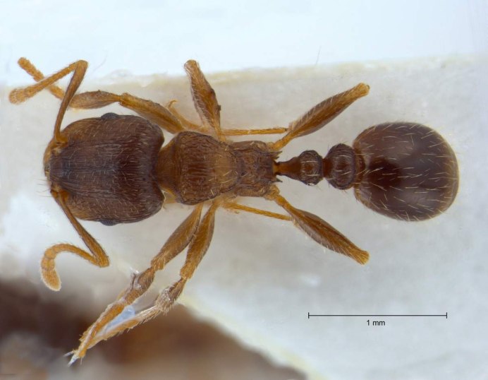 Муравьи Tetramorium caespitum