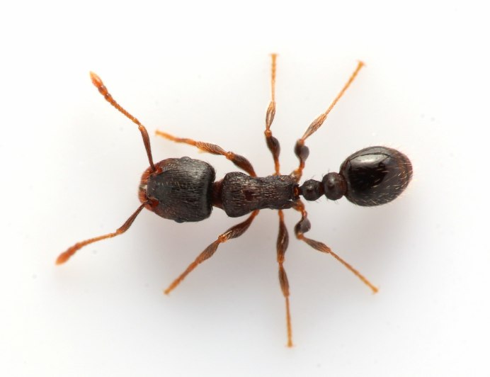 Tetramorium caespitum