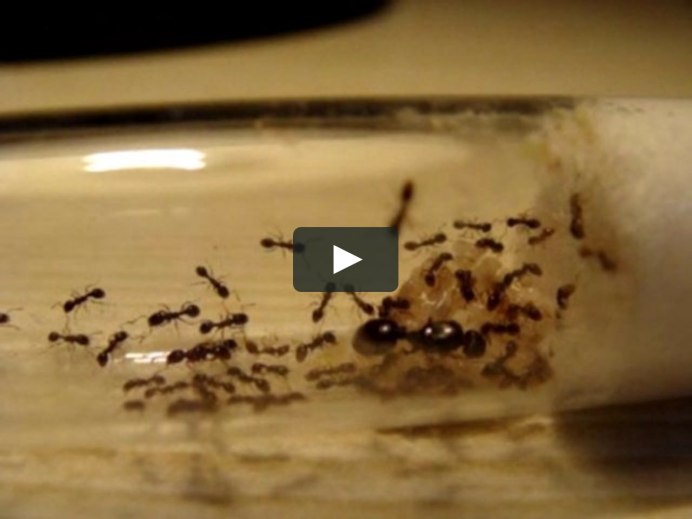 Муравьи Tetramorium caespitum
