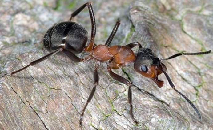 Lasius самец