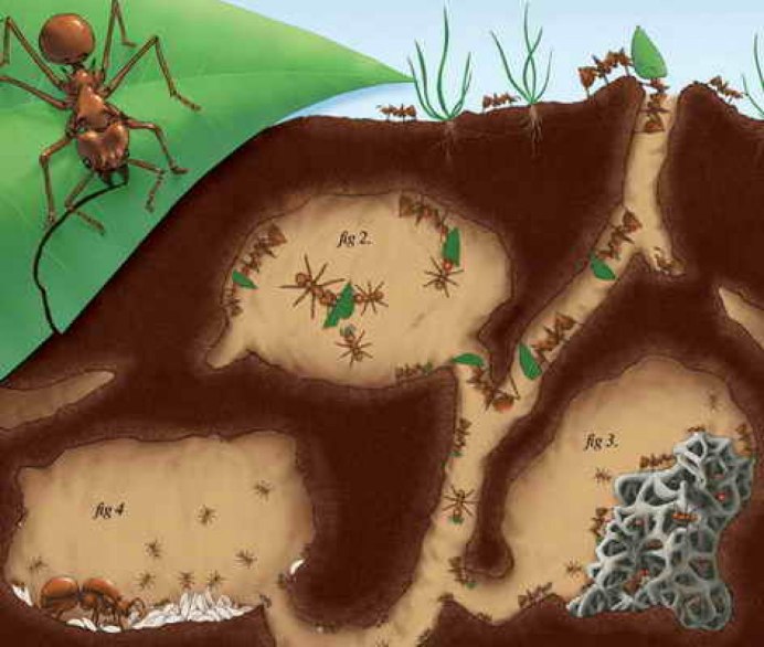 Сезонные сокровища Ants