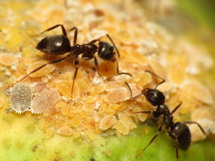 Черные садовые муравьи (Lasius Niger).