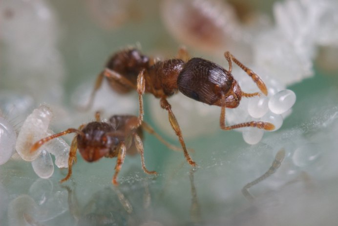 Tetramorium caespitum