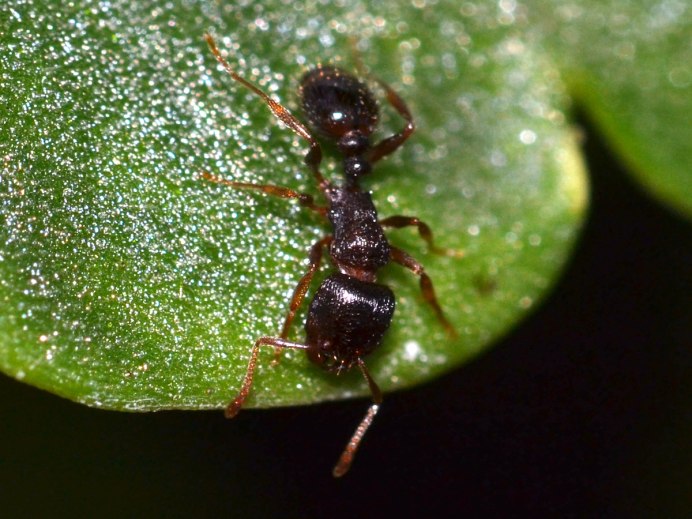 Pavement Ants